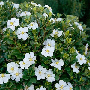 Gardenia jasminoides ScentAmazing, Cape Jasmine 'ScentAmazing', ScentAmazing Cape Jasmine, Cape Jessamine ScentAmazing, Hardy Gardenia, Fragrant flowers, evergreen shrub, White flowers,